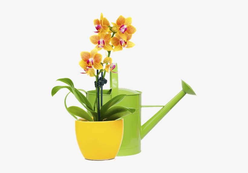 Caring For Your New Orchids From Lee & Company - Желтые Орхидеи В Горшке, transparent png #449050