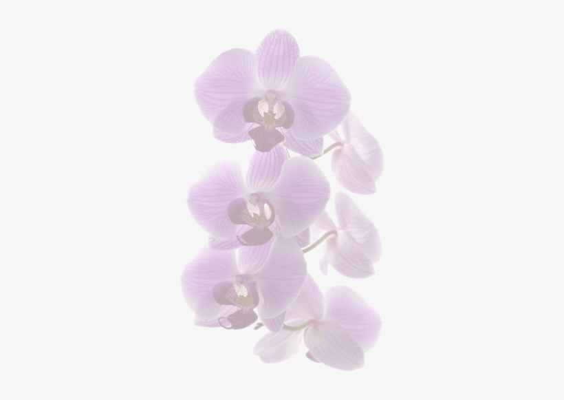 Blue, transparent png #449055