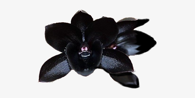 Black Orchid - Lack Cymbidium Faberi Orchid, transparent png #449078