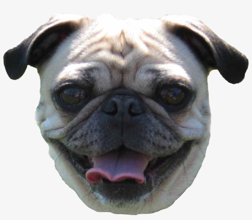 Pug Head Png - Pug Face No Background, transparent png #449382