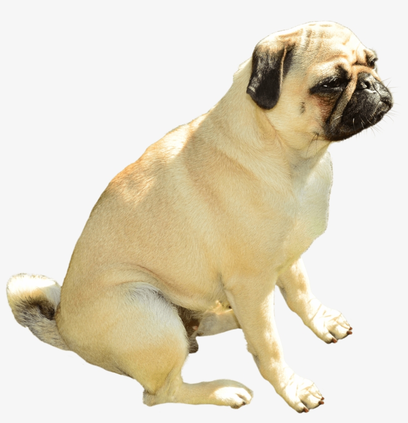 Pug Head Png Clip Art Free Library - Petsmart Chewy, transparent png #449439