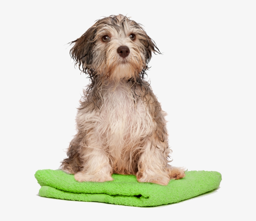 Dog Bath Png Transparent Dog Bath - Bath Dog Png, transparent png #449853
