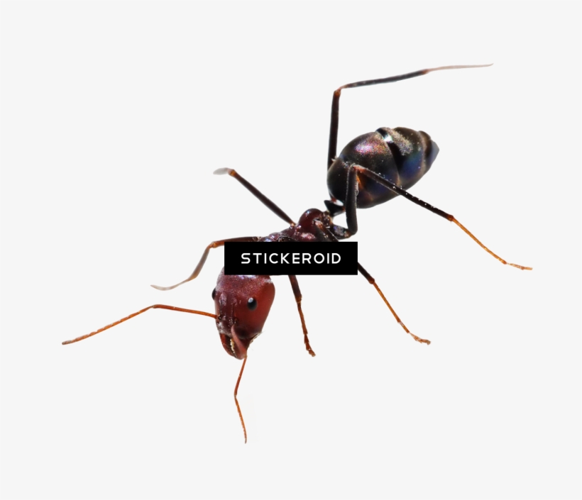 Ant Ants Insects - Ant, transparent png #4401055