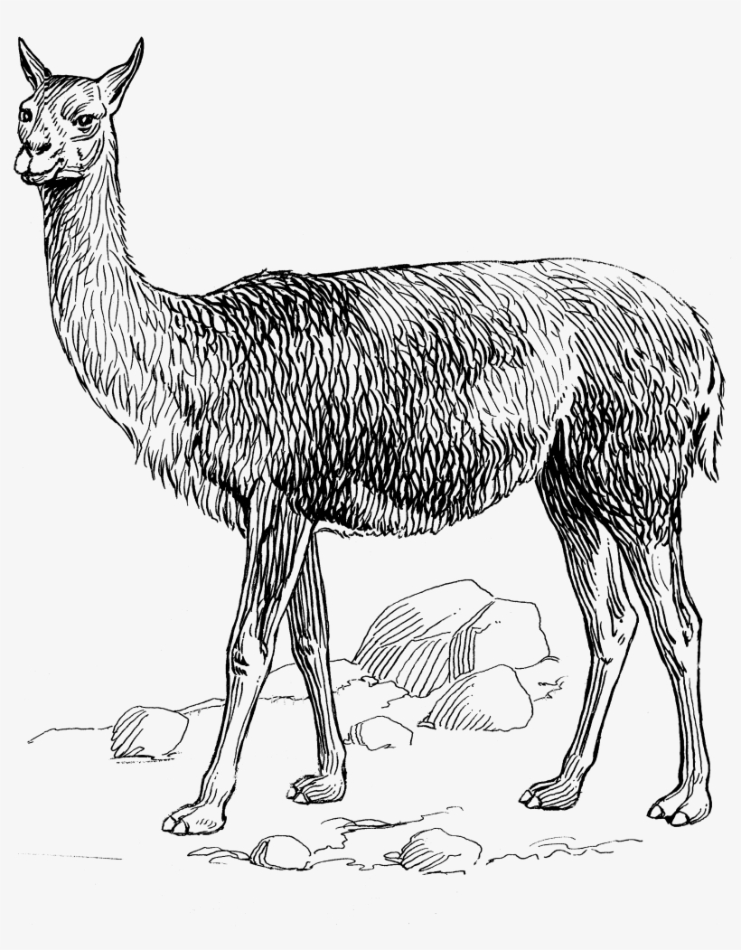 Vicuna 1389 - Vicuña Clipart, transparent png #4403653
