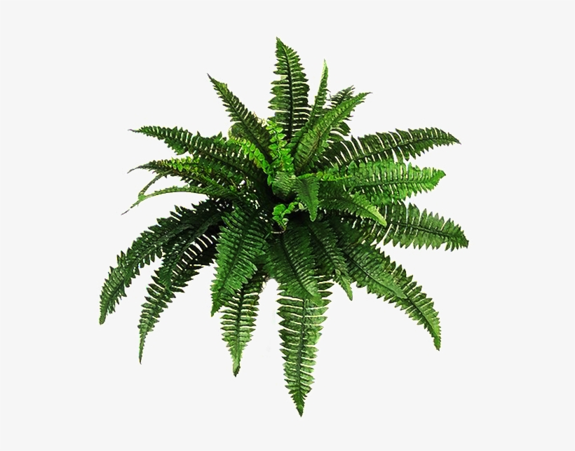 Fern Transparent - Plant Png Hd, transparent png #4404055