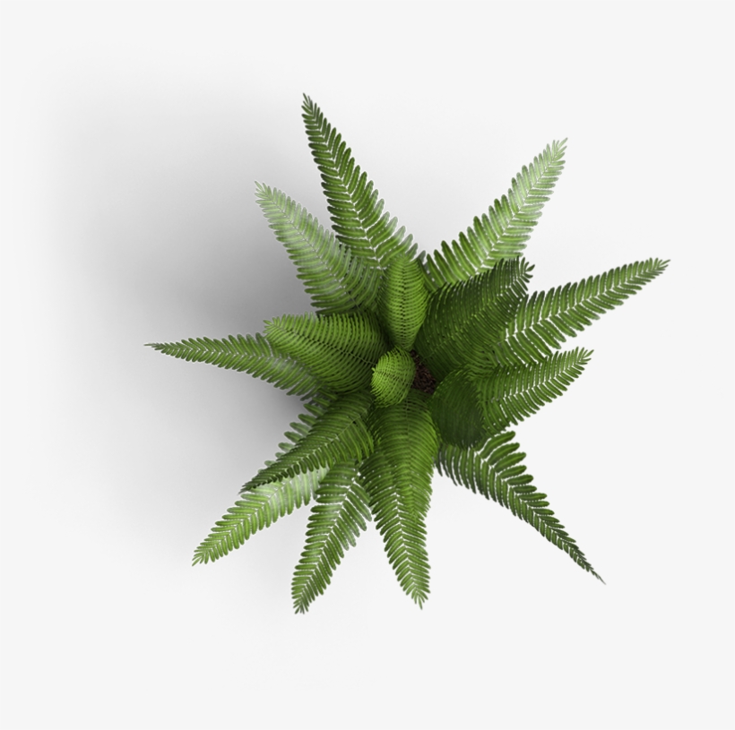 Fern Top Down Png, transparent png #4404138