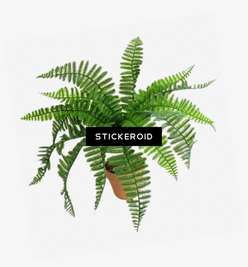 Artificial Fern - Ostrich Fern, transparent png #4404479