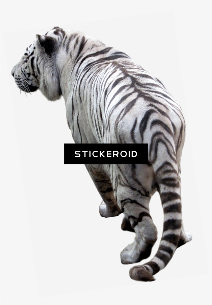 Tiger - Tiger Png Full Hd, transparent png #4404564