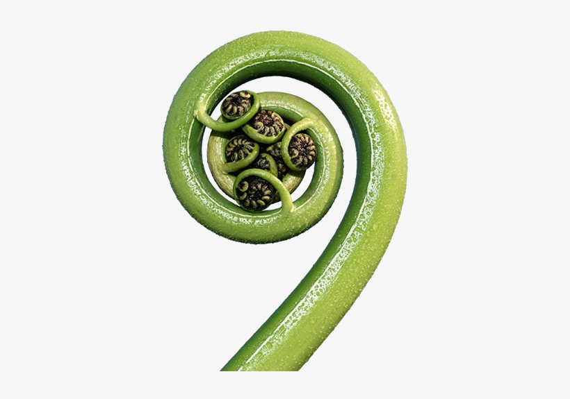 Creating Business Value Through Sustainability - Fern Frond Transparent Png, transparent png #4404566