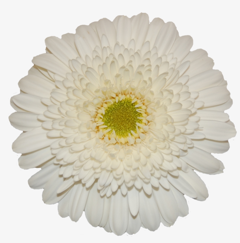 Hair Tie, transparent png #4404708