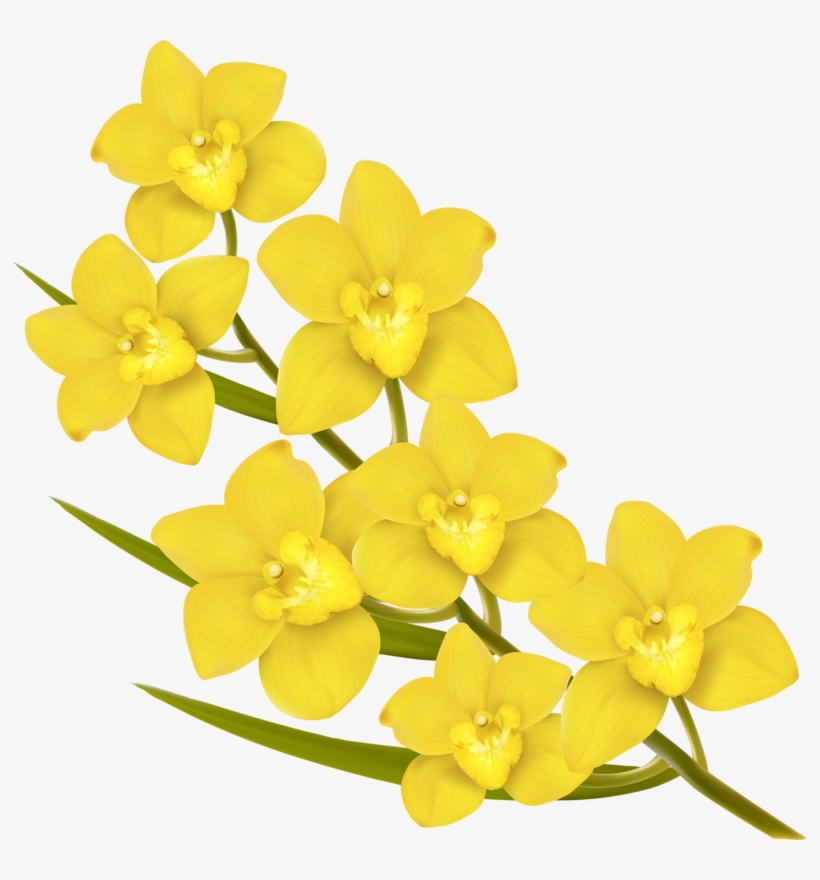 Фото, Автор Soloveika На Яндекс - Hd Png Images Of Yellow Flowers, transparent png #4404938