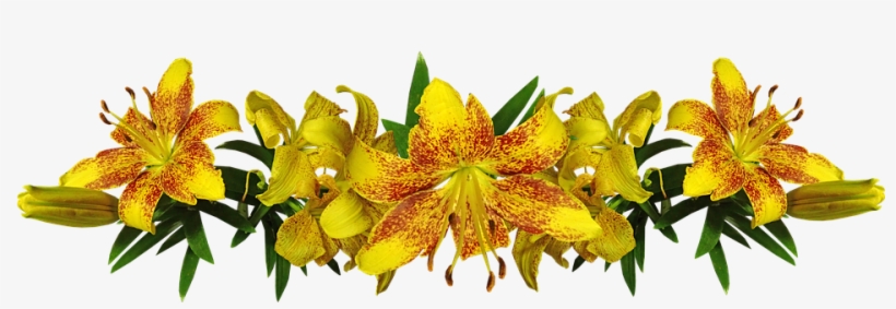 Lilies, Yellow, Asiatic, Flowers, Arrangement, Garden - Flower, transparent png #4404975