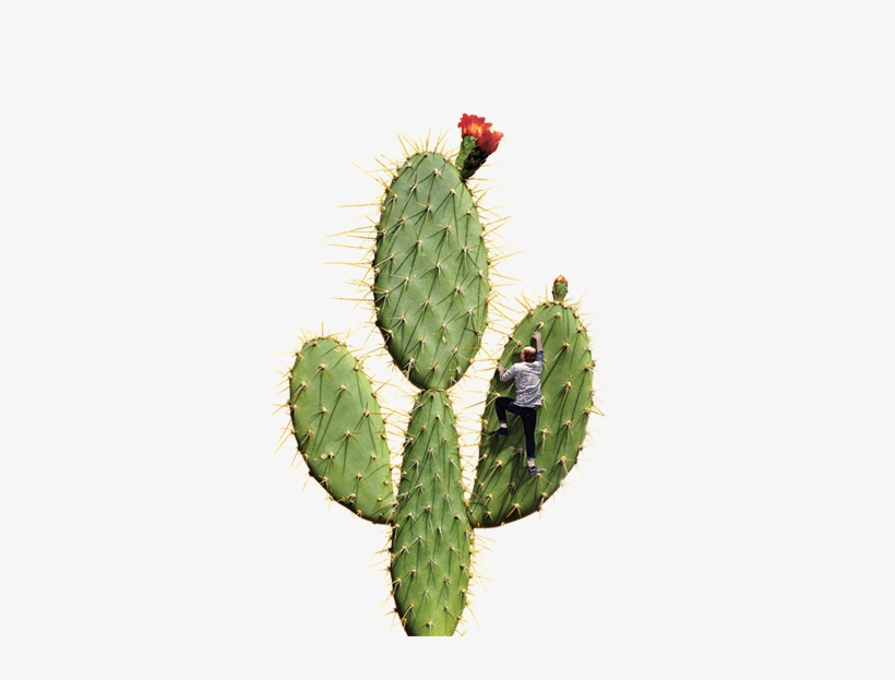 Bam-cactus - Cactus, transparent png #4405775