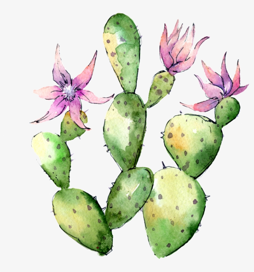 Hand Painted Flowering Cactus Png Transparent - Wild Flower Cactus, transparent png #4405889