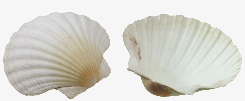 Seashell Png - Seashell, transparent png #4406159