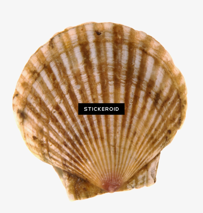 Seashell Animals - Жемчужина В Мутной Воде, transparent png #4406265