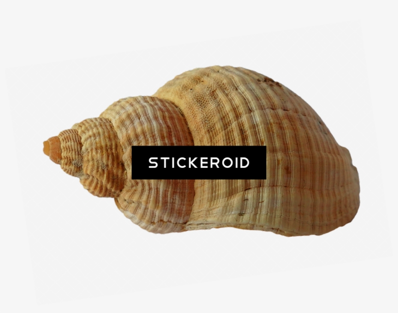 Seashell Animals - Shell, transparent png #4406376
