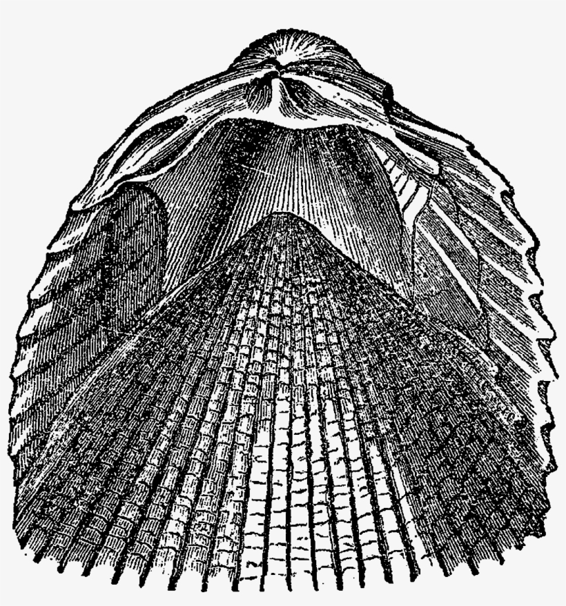 Digital Sea Shell Downloads - Black And White, transparent png #4406415