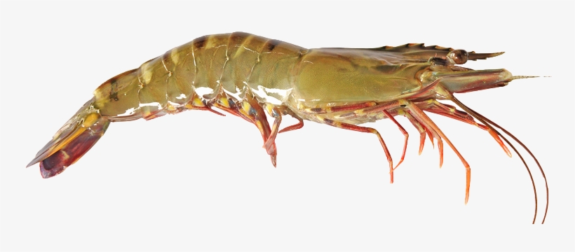 Black Tiger Shrimp - Black Tiger Shrimp Png, transparent png #4406517