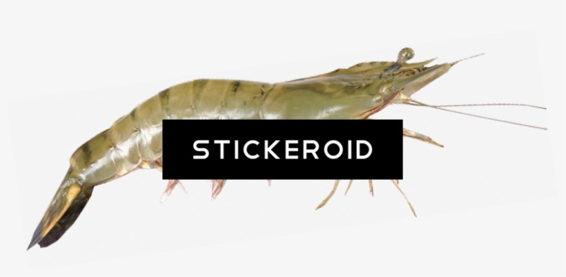 Shrimps - Litopenaeus Setiferus, transparent png #4406553