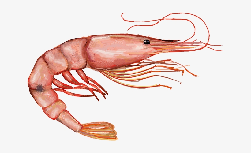 Shrimp Clipart Png - Pink Shrimp Png, transparent png #4406592