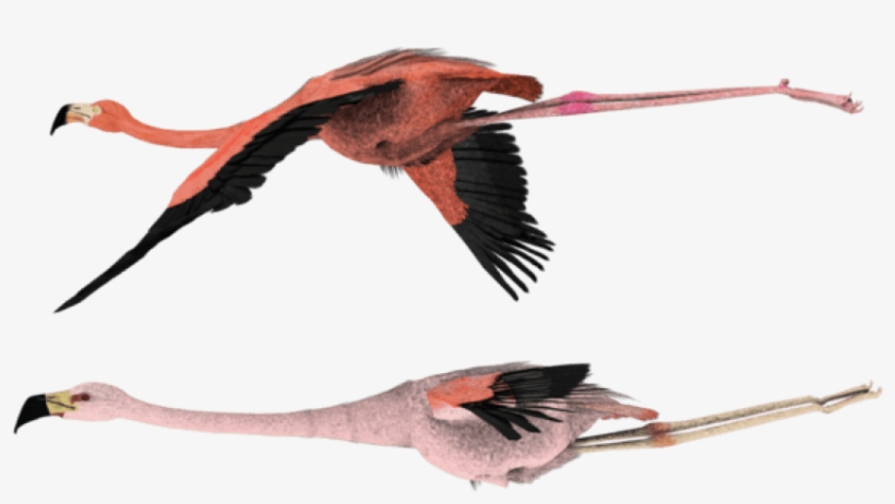 Flying Flamingo Png - Pink Flamingos Flying Png, transparent png #4406675