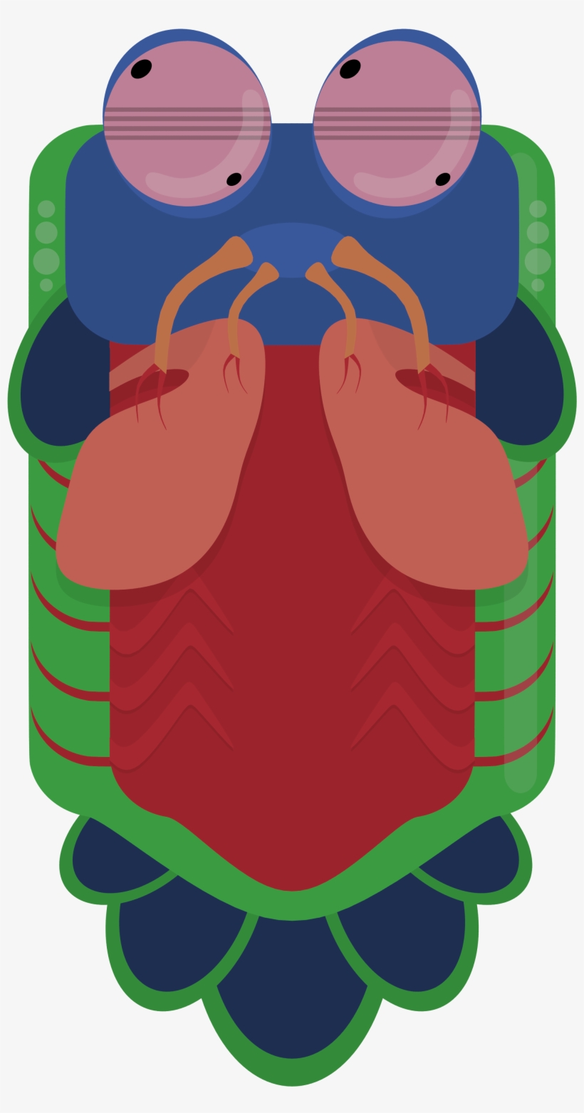 Animal[animal] [artwork Only] Mantis Shrimp - Mantis Shrimp Deeeep Io, transparent png #4406718