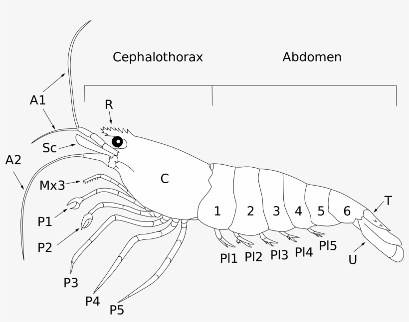 Open - Anatomy Shrimp Png, transparent png #4406961