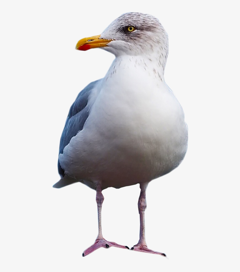 Gull Standing Png Image - Gulls, transparent png #4406963