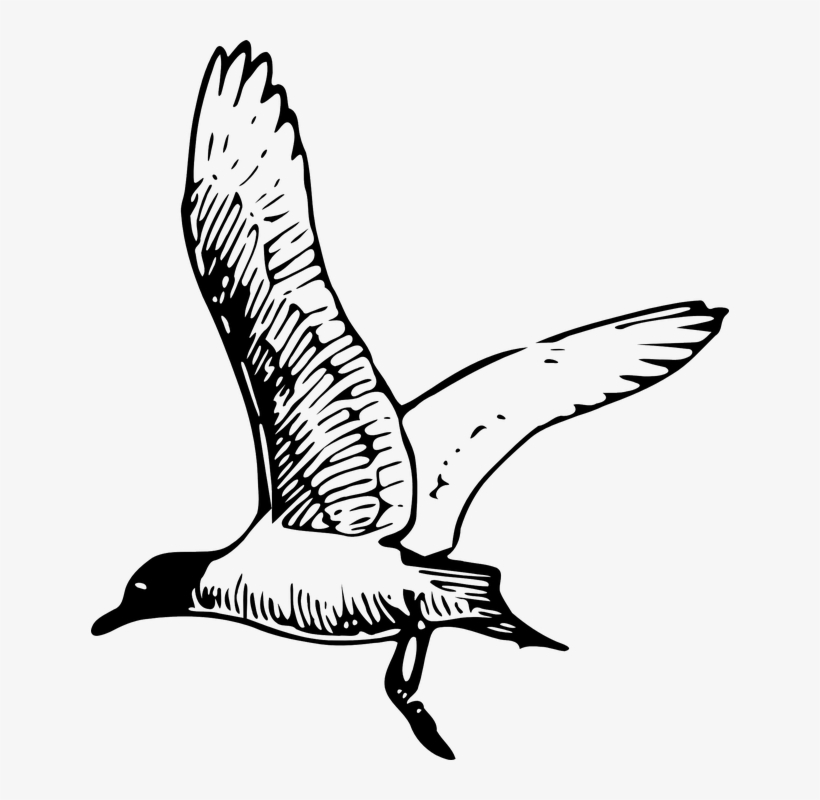 Drawn Seagull Seagull Wing - Seagull Clipart Black And White, transparent png #4407042