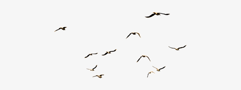 A Big Group Of Cutout Seagulls Flying Around And Having - Prison Ministry By Mail, transparent png #4407077