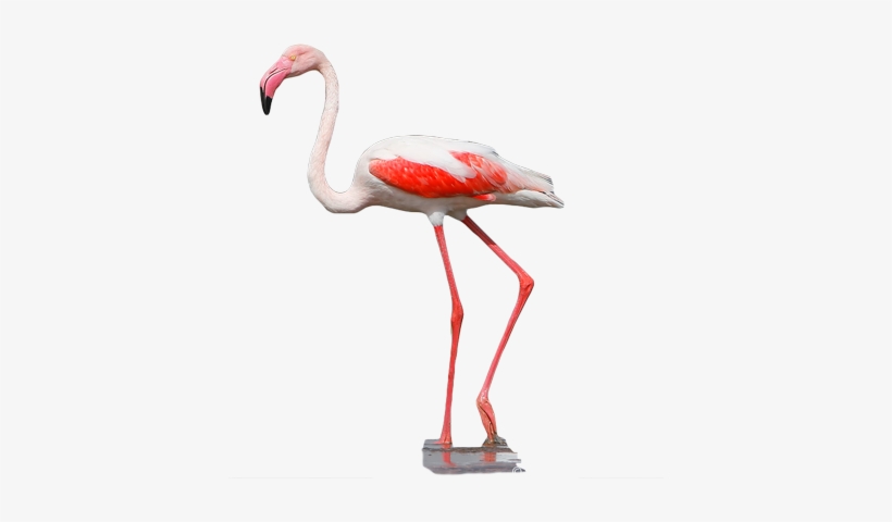 Greater Flamingo, transparent png #4407090