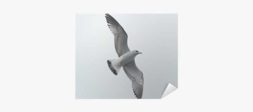 European Herring Gull, transparent png #4407119