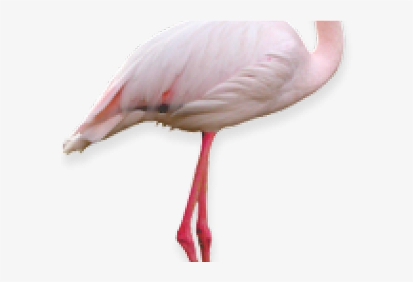 Flamingo Png Transparent Images - Portable Network Graphics, transparent png #4407170