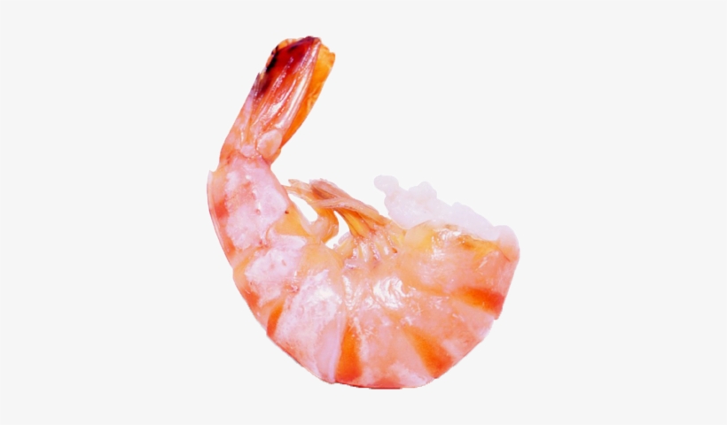 Shrimps Png Images Clipart Free Download - Little Shrimp, transparent png #4407426
