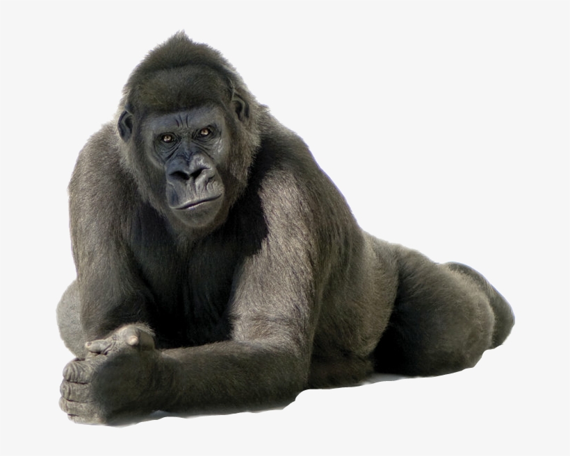 Gorilla Png, transparent png #4408111