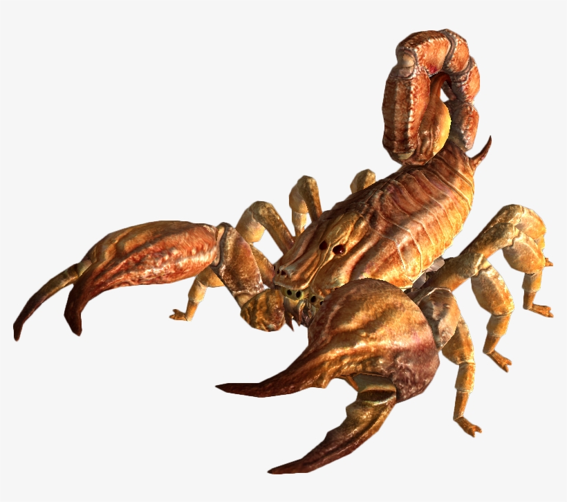 The Vault Fallout Wiki - Bark Scorpion, transparent png #4409300