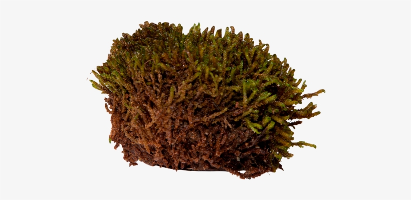 Scorpion Moss - Caribou Moss Png, transparent png #4409417