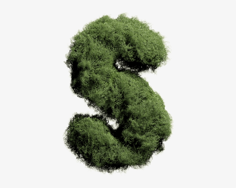 Moss Font - Non-vascular Plant, transparent png #4409458