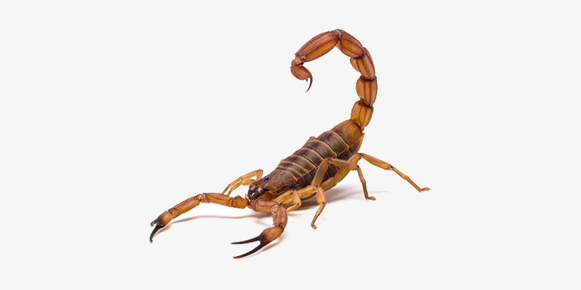 Scorpion Pest Control In Las Vegas - Scorpion Animal Png, transparent png #4409566