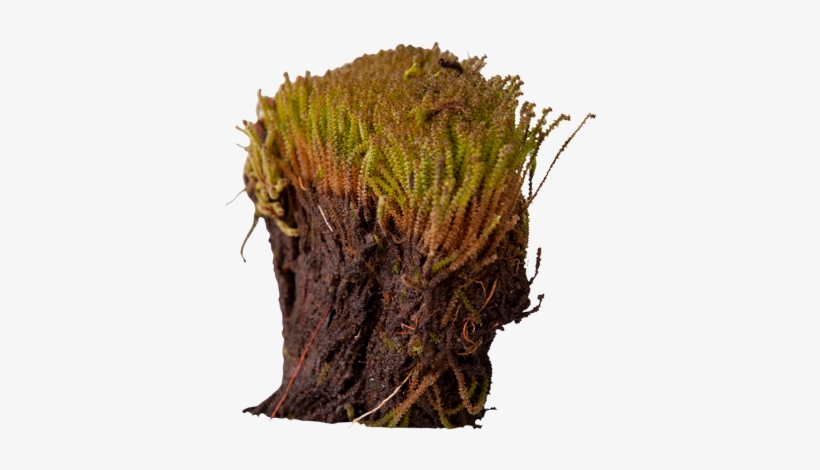 3d View - Arctic Plants Roots, transparent png #4409567