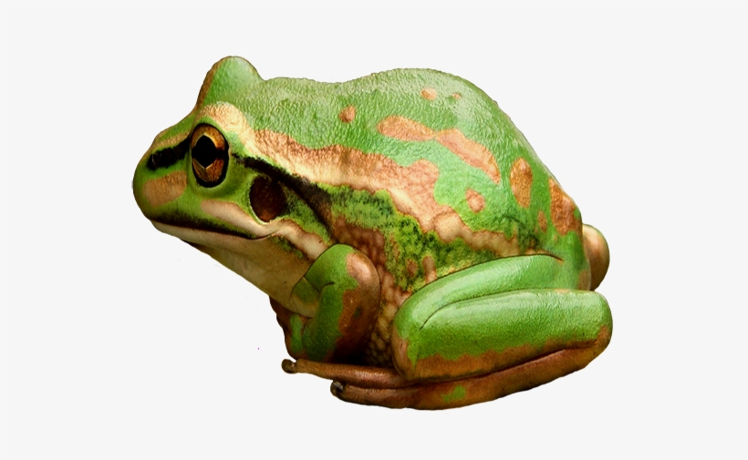 Green And Golden Bell Frog, transparent png #4409592