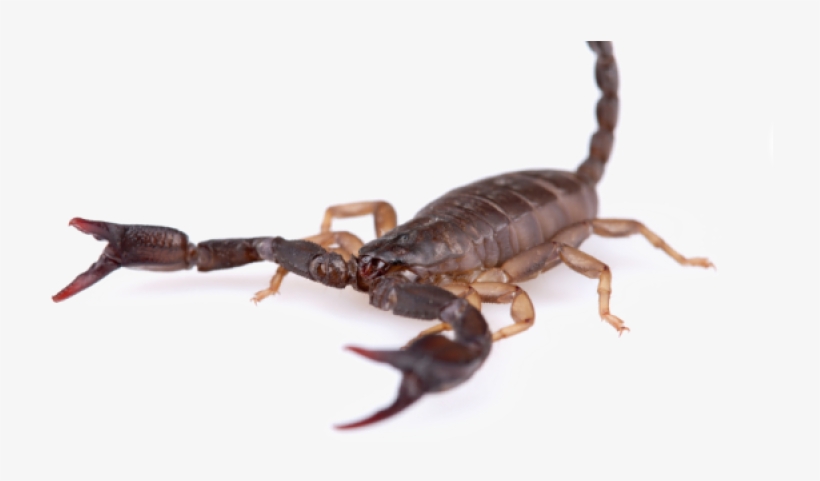 Scorpions - Scorpions Transparent, transparent png #4409656