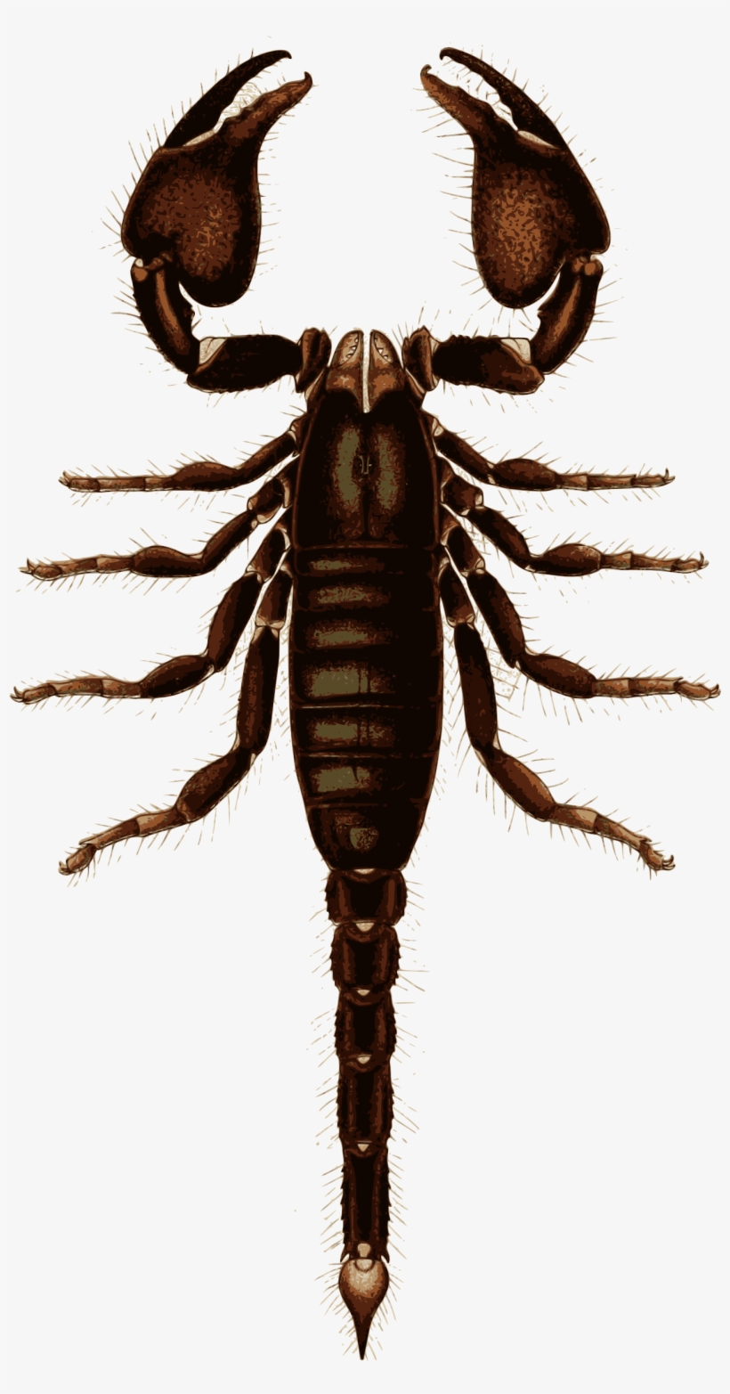 Big Image - Scorpion, transparent png #4409710
