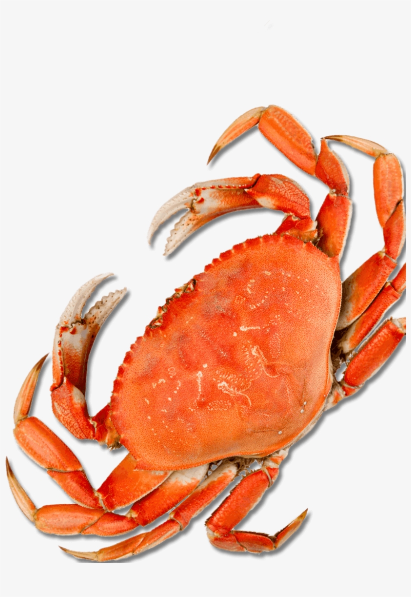 Restaurant, transparent png #4410170