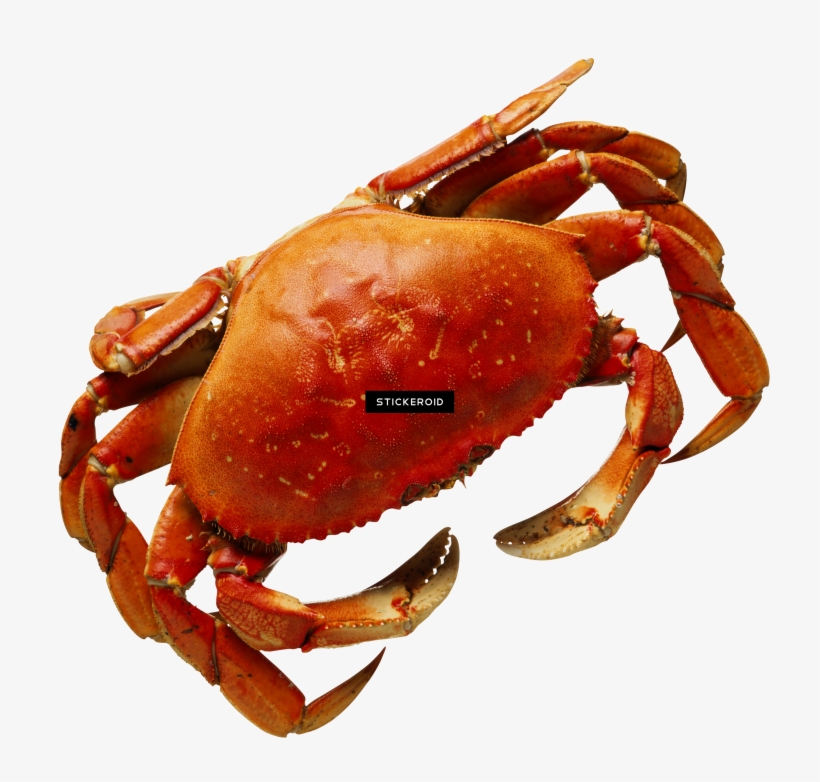 Crab - Buey De Mar Png, transparent png #4410177