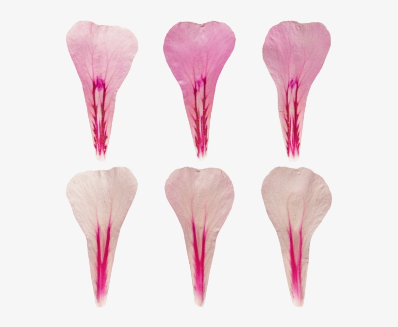 Materials - > - Nature - Artificial Flower, transparent png #4410378