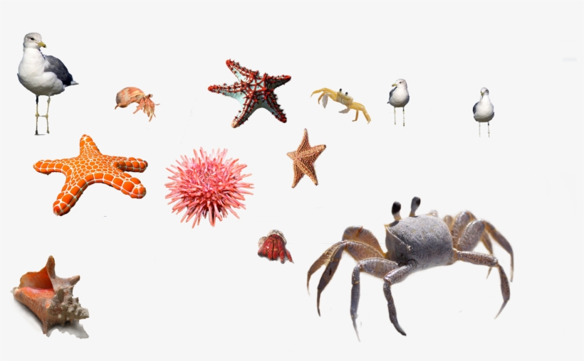 Sea Urchin Crab Starfish Sea 666131 - Starfish, transparent png #4410524