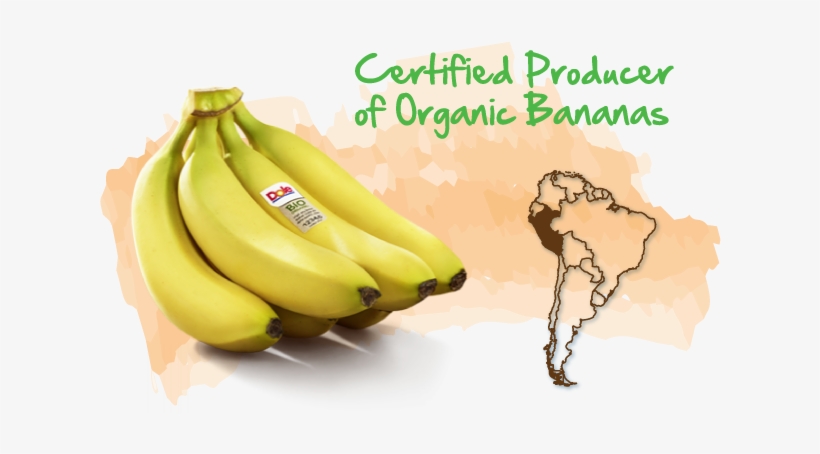 Peru Certified Producer Of Organic Bananas - Organic Bananas Peru, transparent png #4411746