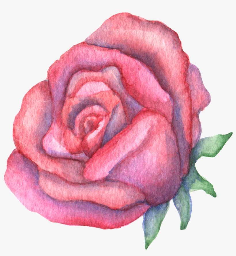 Hand Drawn A Big Red Rose Watercolor Transparent - Portable Network Graphics, transparent png #4412683